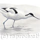Avocet