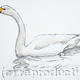 Whooper Swan