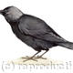 Jackdaw