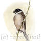 Reed Bunting