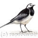 Pied Wagtail