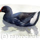 Moorhen
