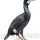 Cormorant