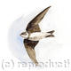 Sand Martin