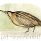 Bittern