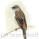 Sedge Warbler
