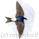 House Martin