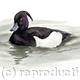 Tufted Duck