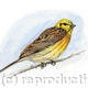 Yellowhammer