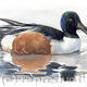 Shoveler