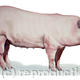 Large White Pig
