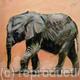 Baby Elephant