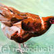 Moira our brown chicken