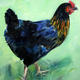 Mabel our Black Rock…
