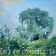 Ash tree - evening light