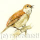 Nightingale | £25 | 17 x 22cm | Signed giclee print. Supplied mounted and cellophane wrapped. Nightingale