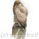 Common Buzzard