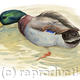 Mallard Drake