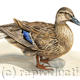 Mallard Duck