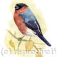 Bullfinch 2