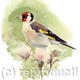Goldfinch 2