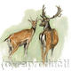 Fallow Deer