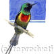 Beautiful Sunbird