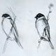 Reed Bunting