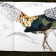 Lady Amherst's Pheasant…