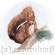 Red Squirrel