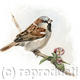 House Sparrow with blossom