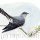 Cuckoo