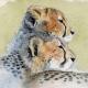 cheetah-cubs