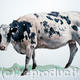 Shorthorn Heifer