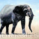 Masai Bull Elephant