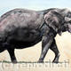 Masai Bull Elephant…