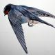 Swallow measured drawing…