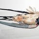 Another Swallow measured…