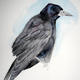 Young rook