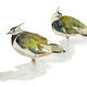 Lapwings
