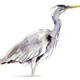Heron Study