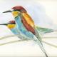 Bee Eater