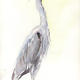 Heron Study 2