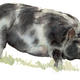 Kune Kune Pig
