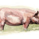 Middle White Pig