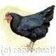 Australorp