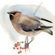 Waxwing