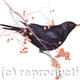 Blackbird 3