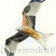 Red Kite 2