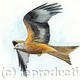 Red Kite 1